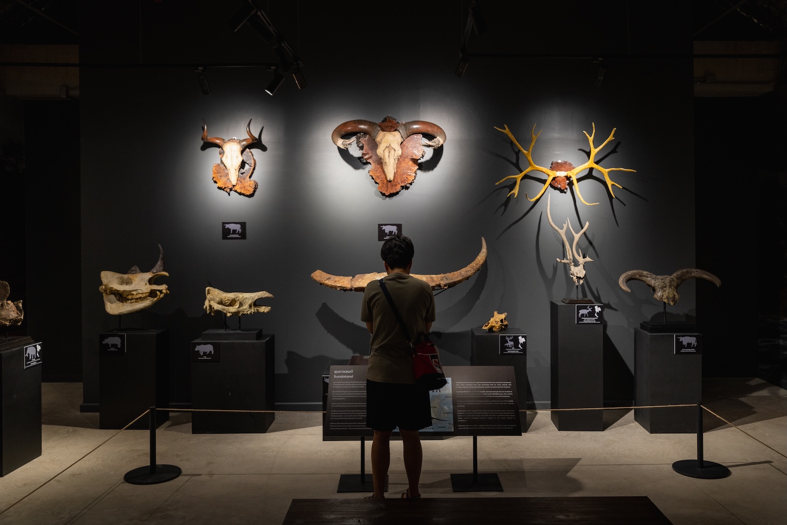 museum_pier_D127240 ไดโนเสาร์